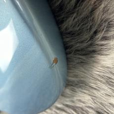 ATELIER Z Vintage #604_11