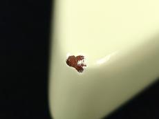 Gibson 70s Explorer Classic White 2023 ❀早春SALE✿_10