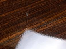 Taylor Limited Edition 814ce Special ES2 2016_10