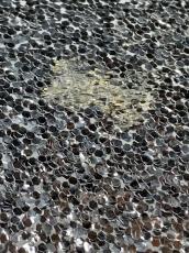 CANOPUS R.F.M シングル・ヘッド・タム 10"×7"&12"×8"_5