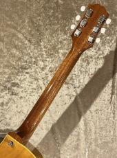 KING SNAKE 【NEW】Curtis Deep Body Amber Natural sn CD-036 [2.66kg]【G-CLUB TOKYO】_8