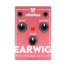 Olinthus EARWIG fuzz