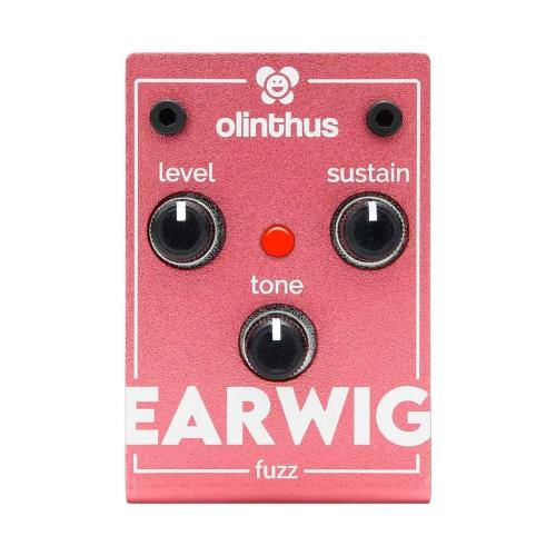 Olinthus EARWIG fuzz