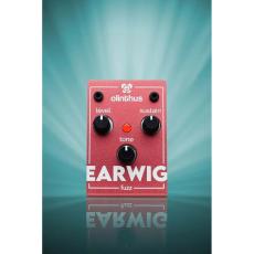 Olinthus EARWIG fuzz_6