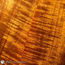 G String M1 Tattoo Honu Soprano_10