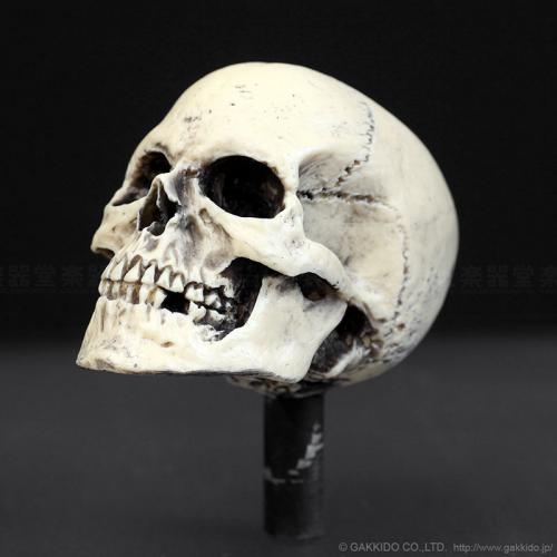Dread Meister Skull Cymbal Nut スカル・シンバルナット