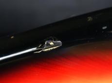 Aria Pro II ST-600 Sunburst *↟⍋↟*サンタもニッコリSALE☃︎❆_10