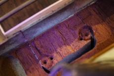 Gibson 1968 Les Paul Standard Gold Top【4.60kg】【クリアボビンP-90】【お客様ご委託品】_4