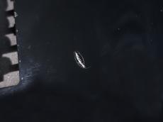 FUJIGEN Elan SEL-BS-DL HH BK 2010_10